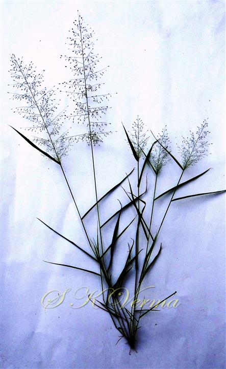  Plant